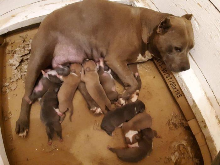 pit bul štenci na prodaju besplatni mali oglasi