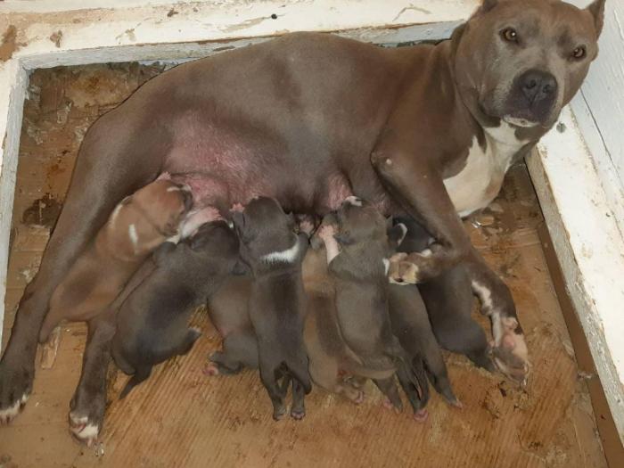 pit bul štenci na prodaju besplatni mali oglasi
