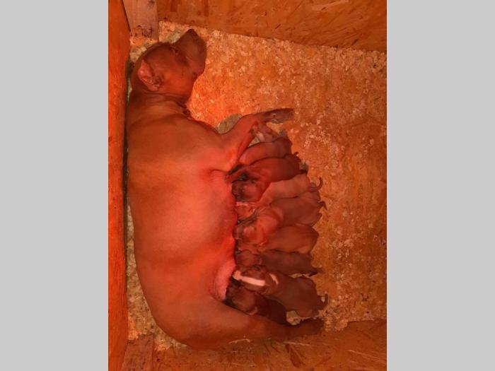 pit bul štenci na prodaju besplatni mali oglasi