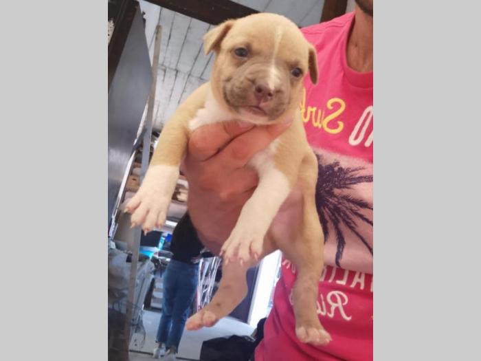 pit bul štenci na prodaju besplatni mali oglasi