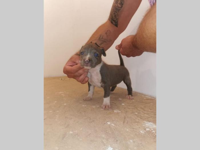 pit bul štenci na prodaju besplatni mali oglasi