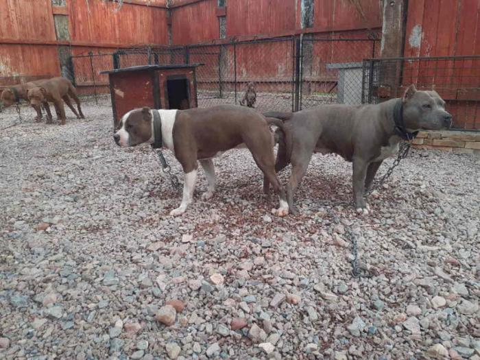 pit bul štenci na prodaju besplatni mali oglasi