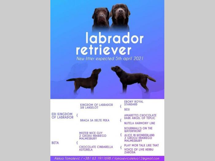 labrador (zlatni retriver) štenci besplatni mali oglasi