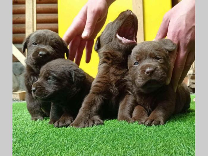 labrador (zlatni retriver) štenci besplatni mali oglasi