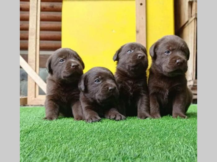 labrador (zlatni retriver) štenci besplatni mali oglasi