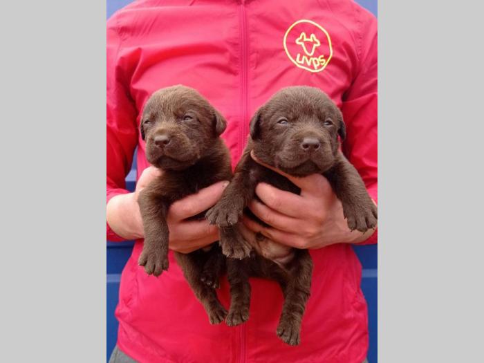 labrador (zlatni retriver) štenci besplatni mali oglasi