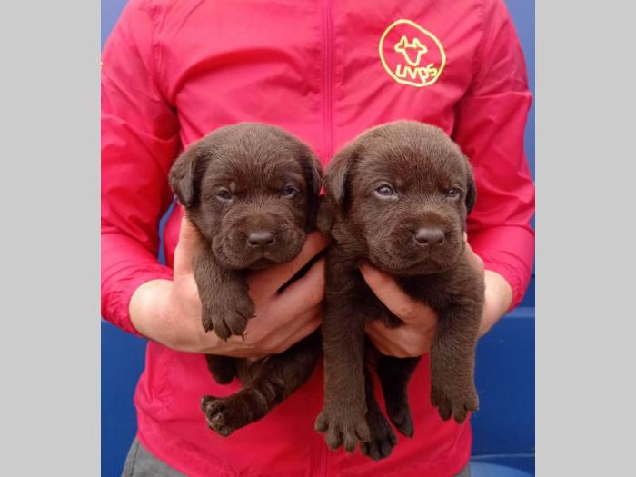 labrador (zlatni retriver) štenci besplatni mali oglasi