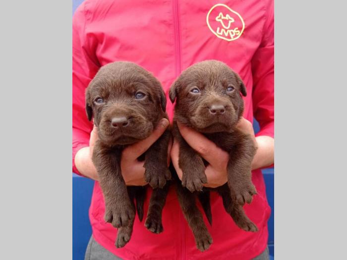 labrador (zlatni retriver) štenci besplatni mali oglasi
