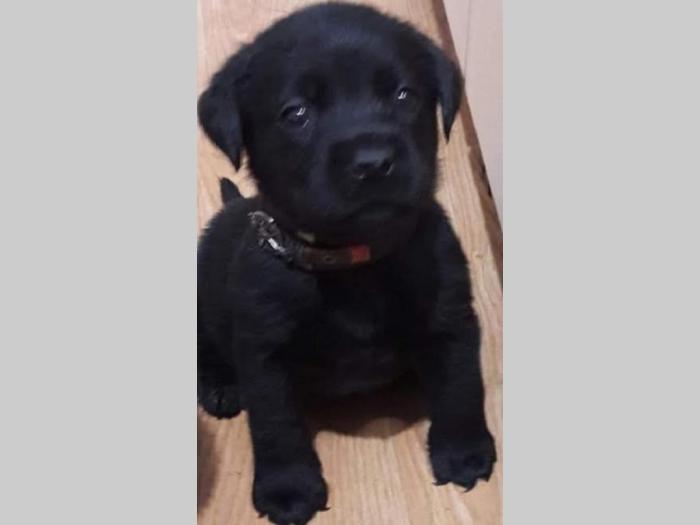 štenc braon labradora besplatni mali oglasi