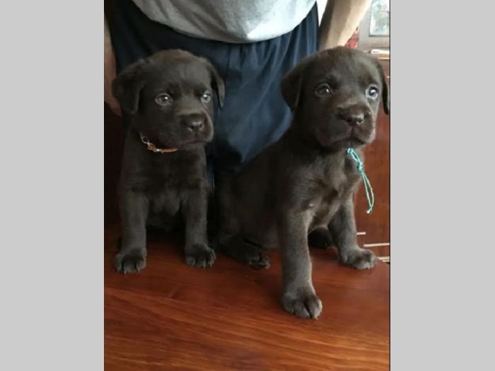 štenc braon labradora besplatni mali oglasi