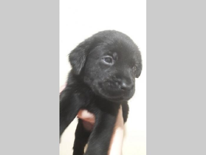 štenc braon labradora besplatni mali oglasi