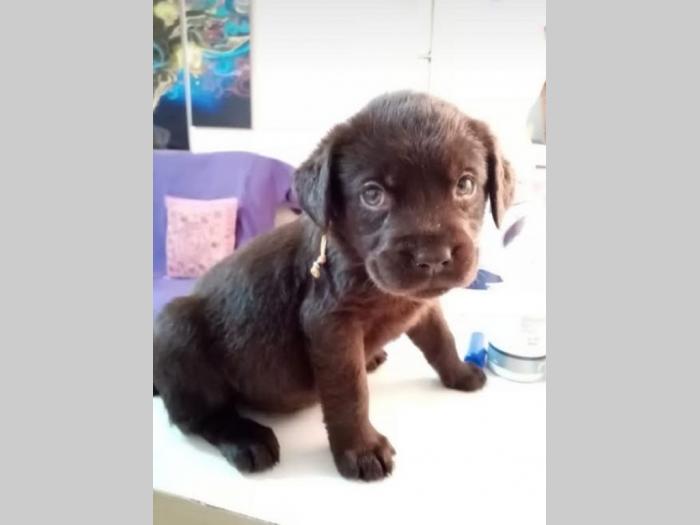 štenc braon labradora besplatni mali oglasi