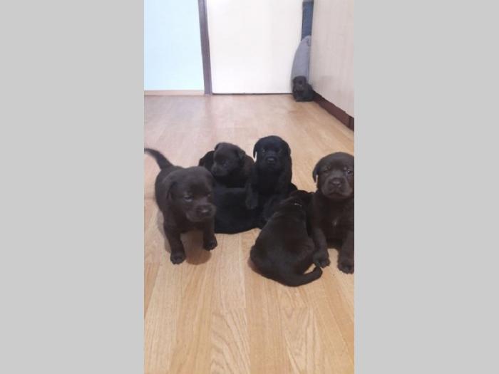 štenc braon labradora besplatni mali oglasi