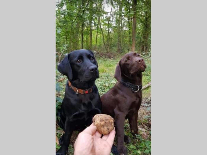štenc braon labradora besplatni mali oglasi