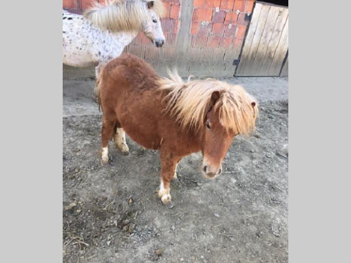 muško ždrebe besplatni mali oglasi