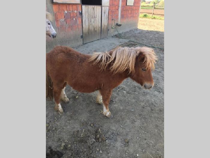 muško ždrebe besplatni mali oglasi