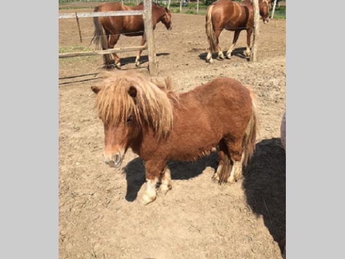 muško ždrebe besplatni mali oglasi
