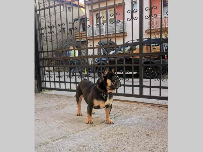 mlad mužjak francuskog buldoga besplatni mali oglasi