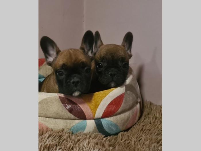 francuski buldog muško štene besplatni mali oglasi