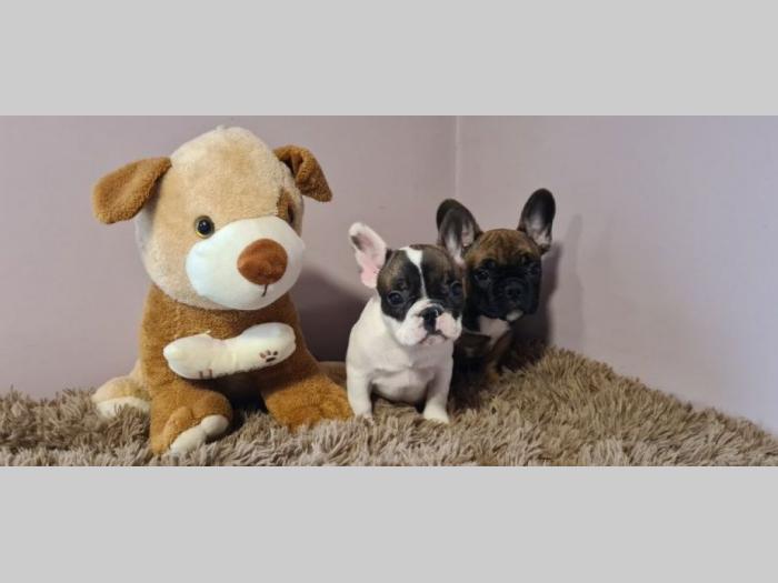 francuski buldog muško štene besplatni mali oglasi