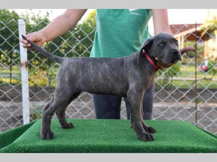 štenci cane corso, besplatni mali oglasi