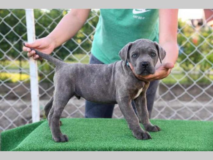 štenci cane corso, besplatni mali oglasi
