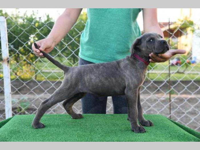 štenci cane corso, besplatni mali oglasi