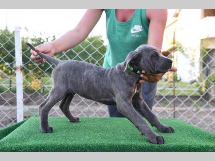 štenci cane corso, besplatni mali oglasi