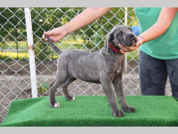 štenci cane corso, besplatni mali oglasi