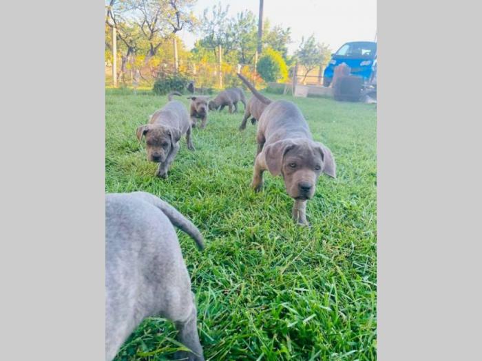 štenci cane corso, besplatni mali oglasi