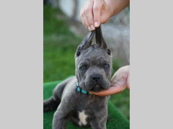 štenci cane corso, besplatni mali oglasi