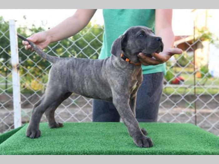 štenci cane corso, besplatni mali oglasi