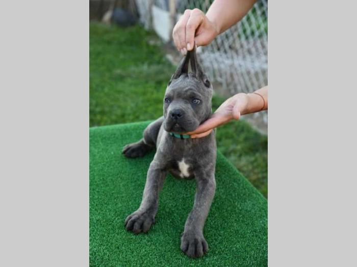 štenci cane corso, besplatni mali oglasi