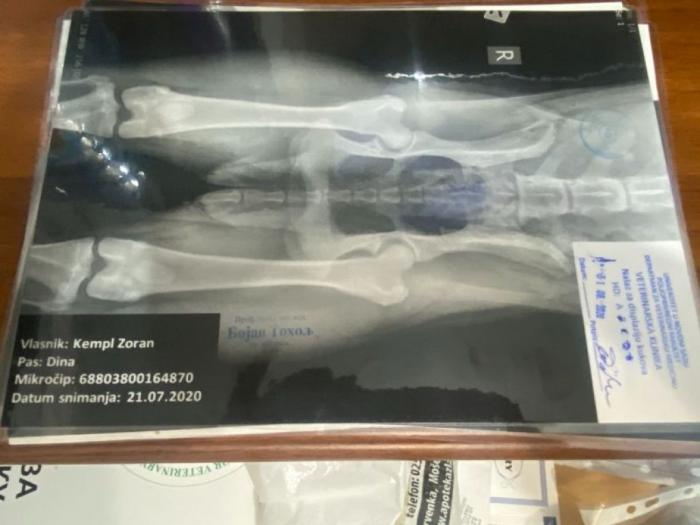 dogo argentino štenci besplatni mali oglasi