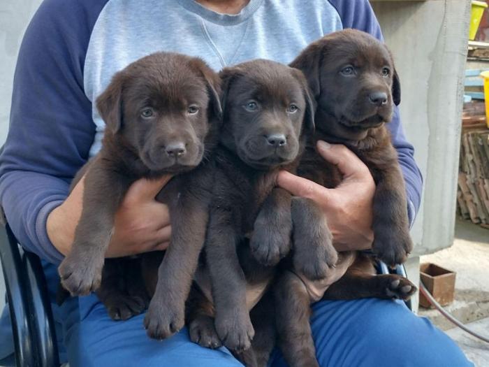 labrador retriver štenci besplatni mali oglasi