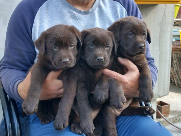 labrador retriver štenci besplatni mali oglasi