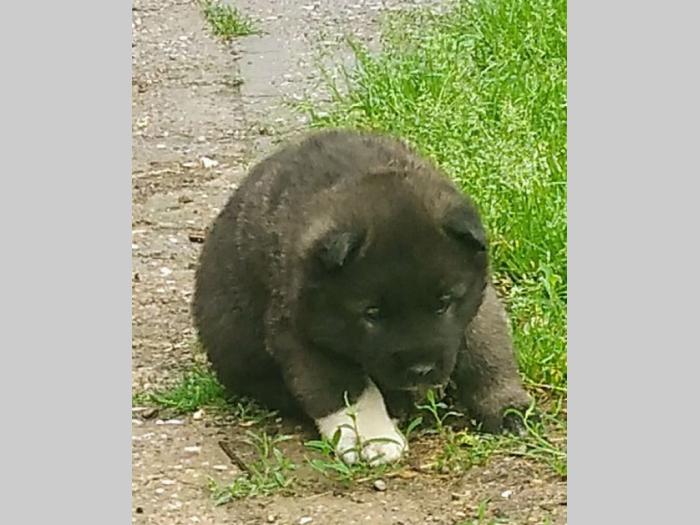 američka akita štenci besplatni mali oglasi