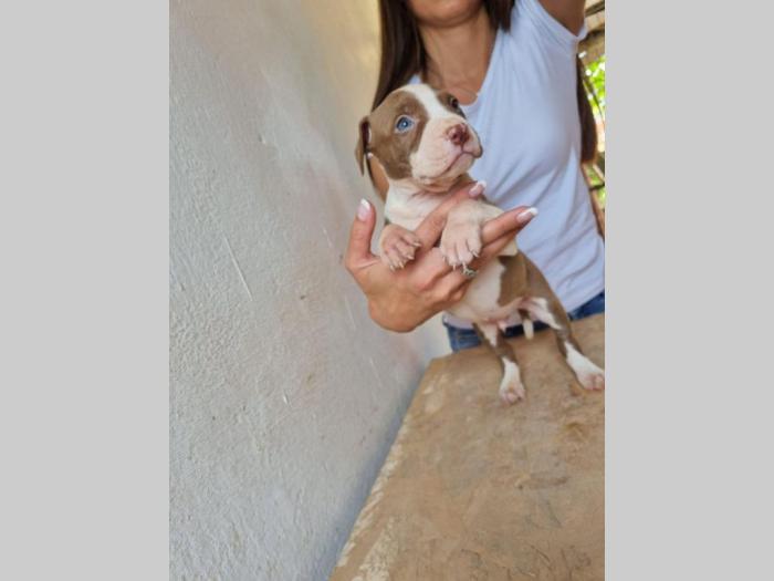 štenci pit bula raznih boja besplatni mali oglasi