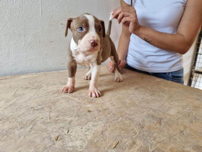 štenci pit bula raznih boja besplatni mali oglasi