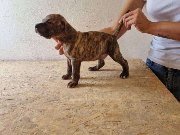 štenci pit bula raznih boja besplatni mali oglasi