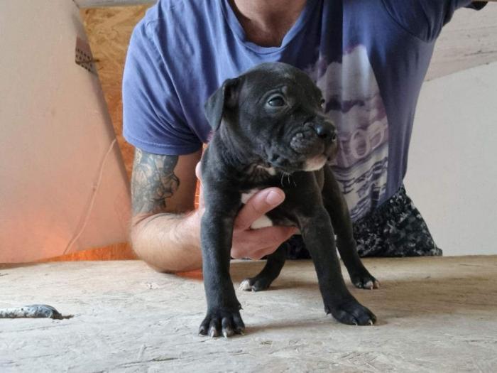 štenci pit bula raznih boja besplatni mali oglasi