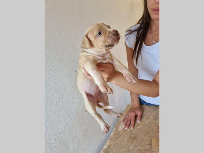 štenci pit bula raznih boja besplatni mali oglasi