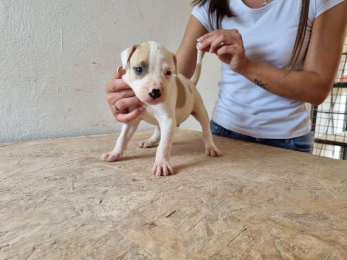 štenci pit bula raznih boja besplatni mali oglasi