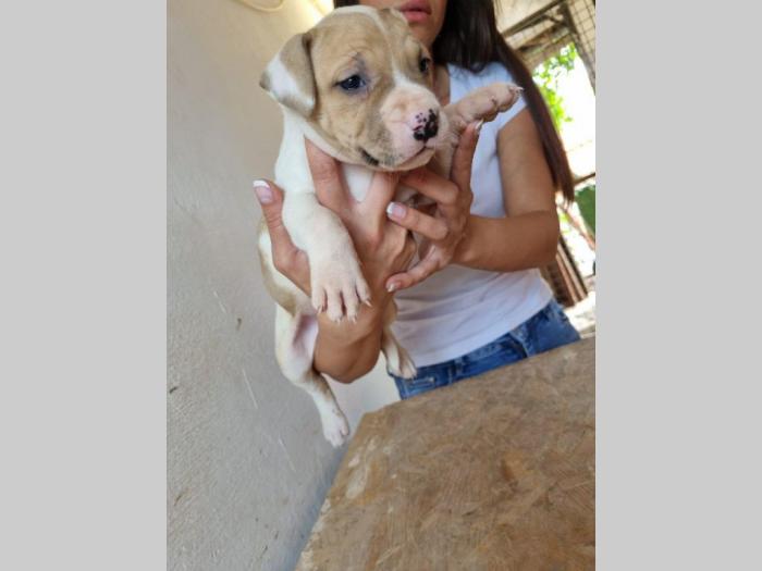 štenci pit bula raznih boja besplatni mali oglasi