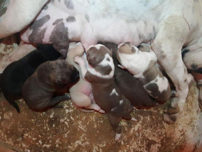 štenci pit bula raznih boja besplatni mali oglasi