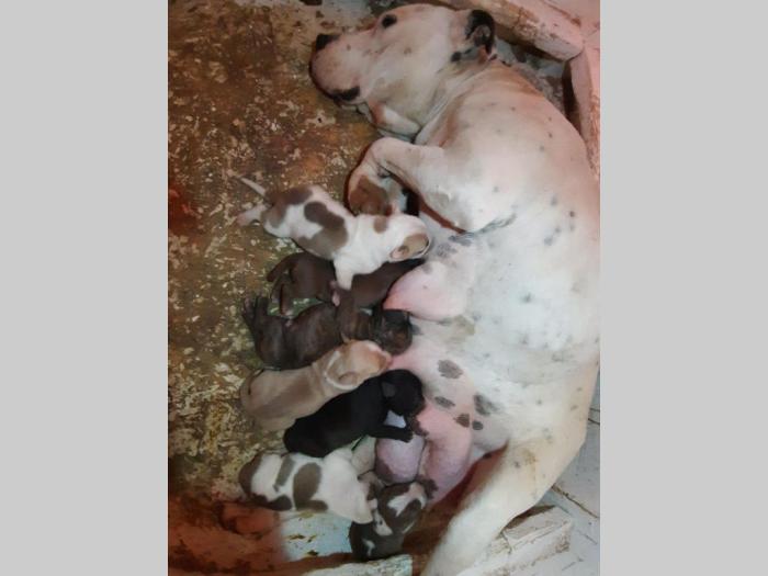 štenci pit bula raznih boja besplatni mali oglasi