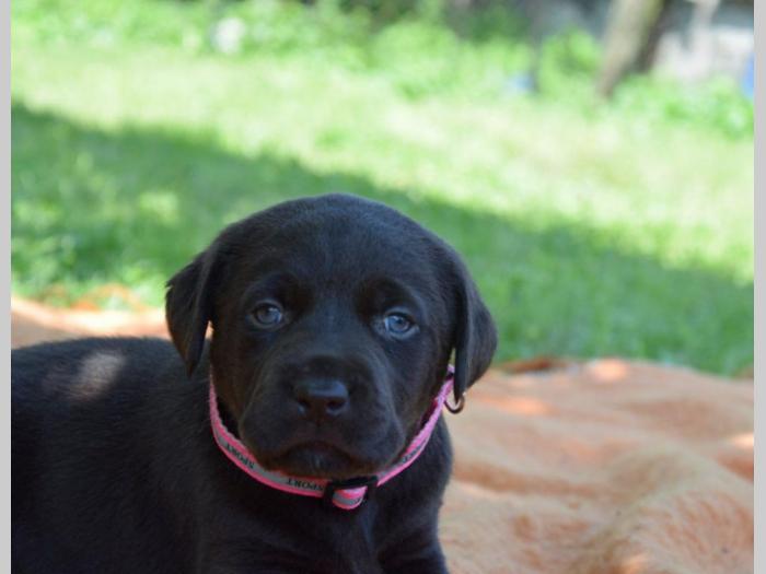 prelepi štenci čokoladnog labradora besplatni mali oglasi