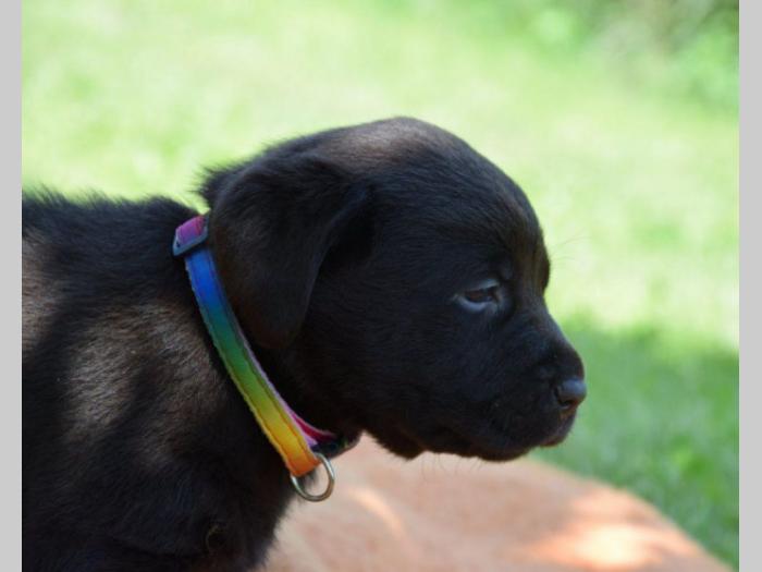 prelepi štenci čokoladnog labradora besplatni mali oglasi
