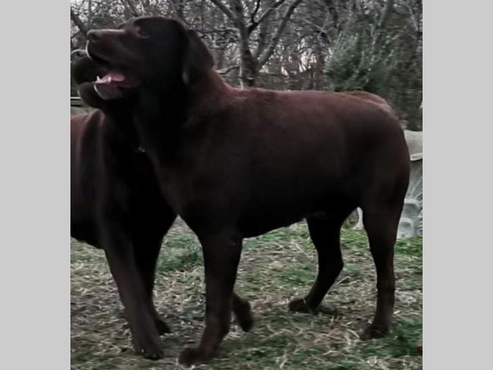 prelepi štenci čokoladnog labradora besplatni mali oglasi