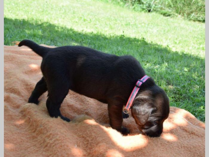 prelepi štenci čokoladnog labradora besplatni mali oglasi